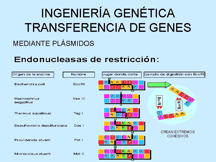 INGENIERÍA GENÉTICA TRANSFERENCIA DE GENES MEDIANTE PLÁSMIDOS CREAN EXTREMOS COHESIVOS 