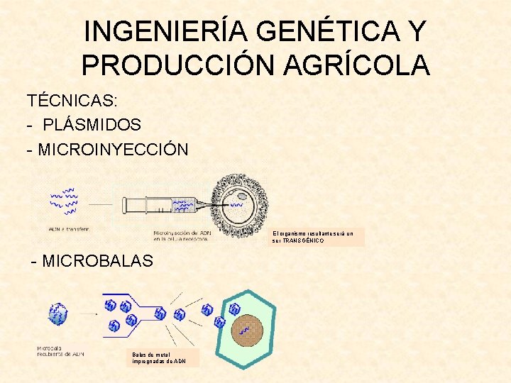 INGENIERÍA GENÉTICA Y PRODUCCIÓN AGRÍCOLA TÉCNICAS: - PLÁSMIDOS - MICROINYECCIÓN El organismo resultante será