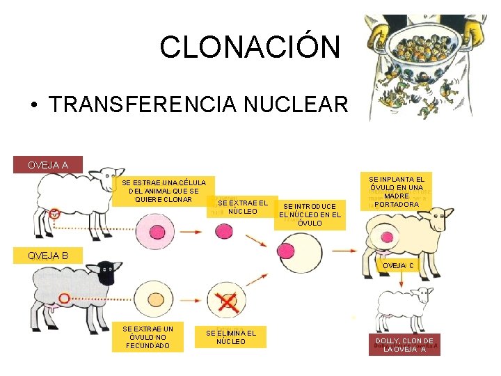 CLONACIÓN • TRANSFERENCIA NUCLEAR OVEJA A SE ESTRAE UNA CÉLULA DEL ANIMAL QUE SE