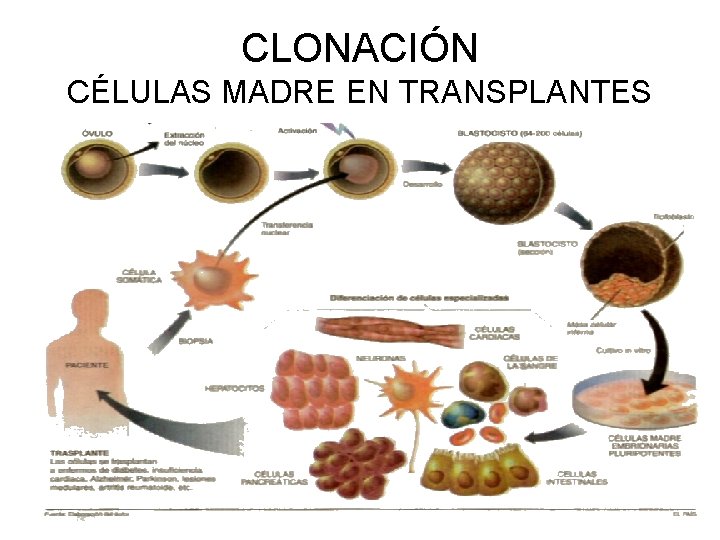 CLONACIÓN CÉLULAS MADRE EN TRANSPLANTES 