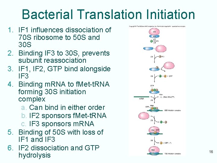 Bacterial Translation Initiation 1. IF 1 influences dissociation of 70 S ribosome to 50