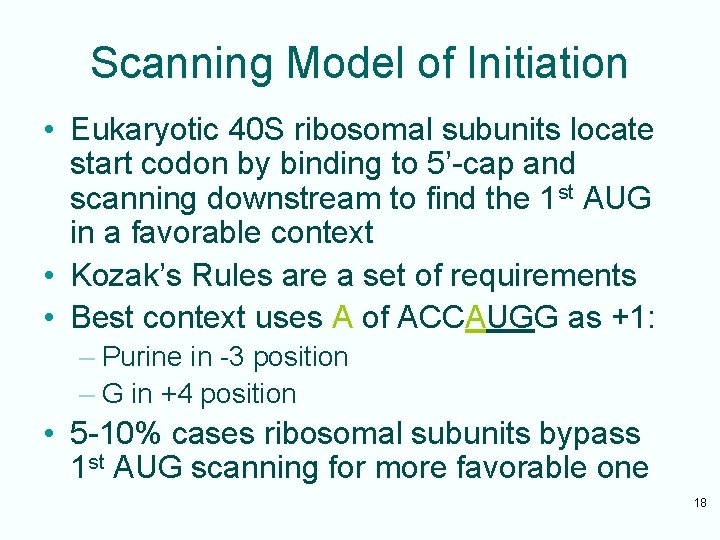 Scanning Model of Initiation • Eukaryotic 40 S ribosomal subunits locate start codon by
