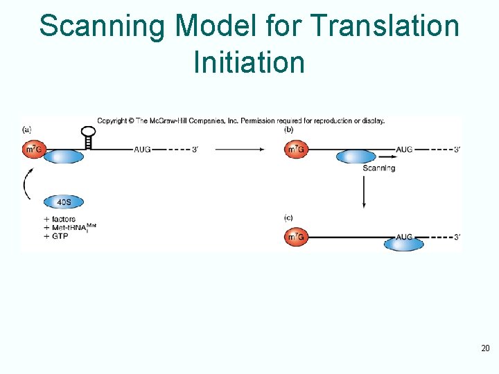 Scanning Model for Translation Initiation 20 