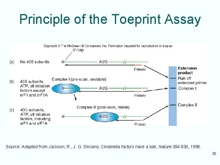 Principle of the Toeprint Assay Source: Adapted from Jackson, R. , J. G. Sliciano,