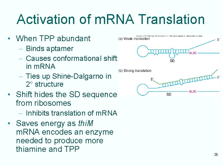 Activation of m. RNA Translation • When TPP abundant – Binds aptamer – Causes
