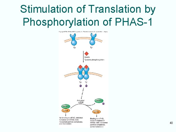 Stimulation of Translation by Phosphorylation of PHAS-1 40 