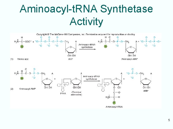 Aminoacyl-t. RNA Synthetase Activity 5 