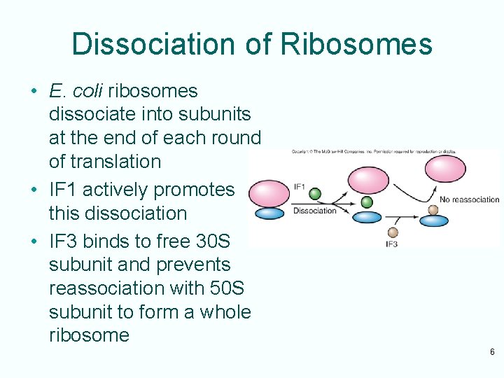 Dissociation of Ribosomes • E. coli ribosomes dissociate into subunits at the end of
