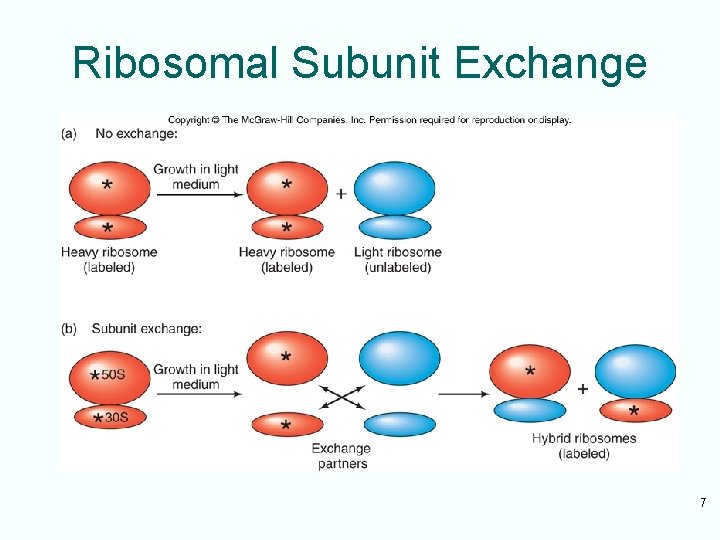 Ribosomal Subunit Exchange 7 