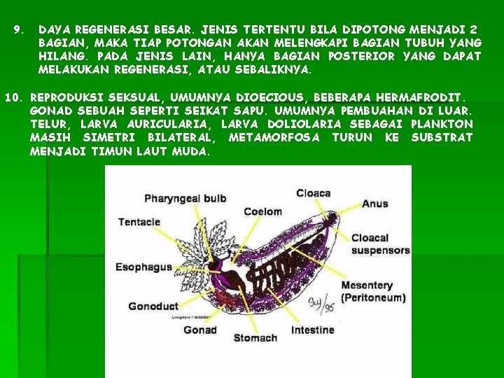 9. DAYA REGENERASI BESAR. JENIS TERTENTU BILA DIPOTONG MENJADI 2 BAGIAN, MAKA TIAP POTONGAN