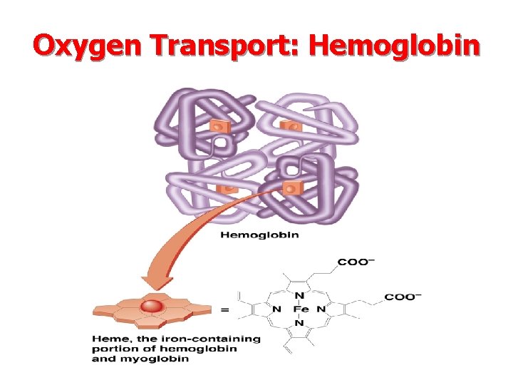 Oxygen Transport: Hemoglobin 