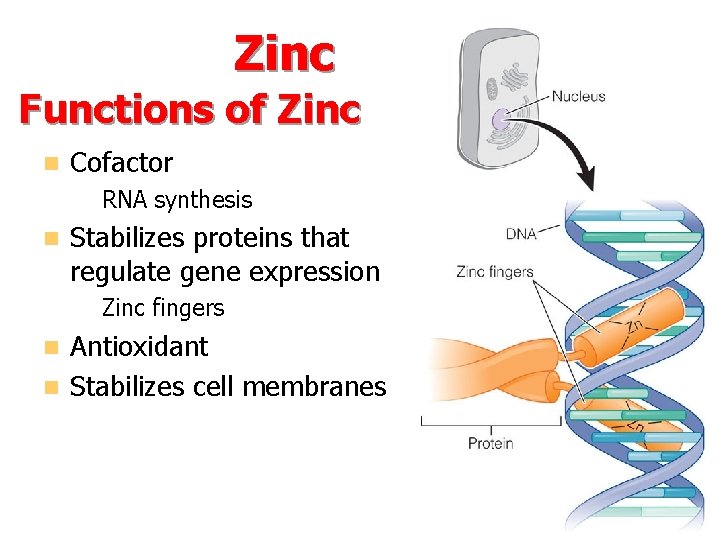 Zinc Functions of Zinc n Cofactor – RNA synthesis n Stabilizes proteins that regulate