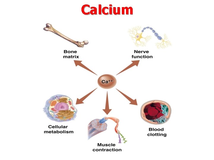 Calcium 