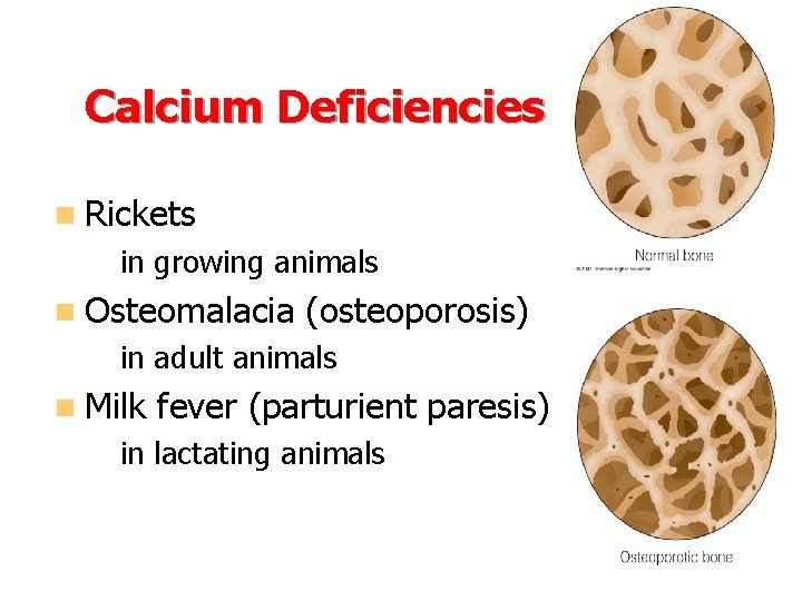 Calcium Deficiencies n Rickets – in growing animals n Osteomalacia (osteoporosis) – in adult