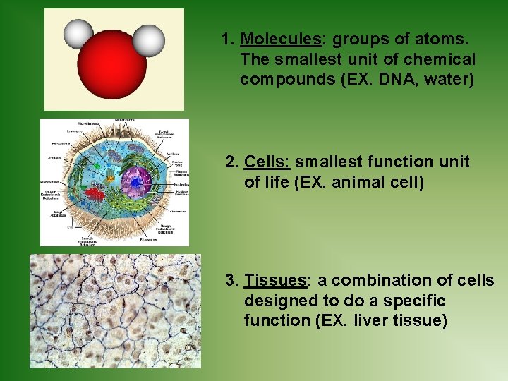 1. Molecules: groups of atoms. The smallest unit of chemical compounds (EX. DNA, water)