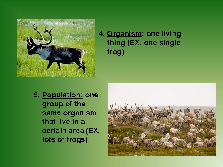 4. Organism: one living thing (EX. one single frog) 5. Population: one group of