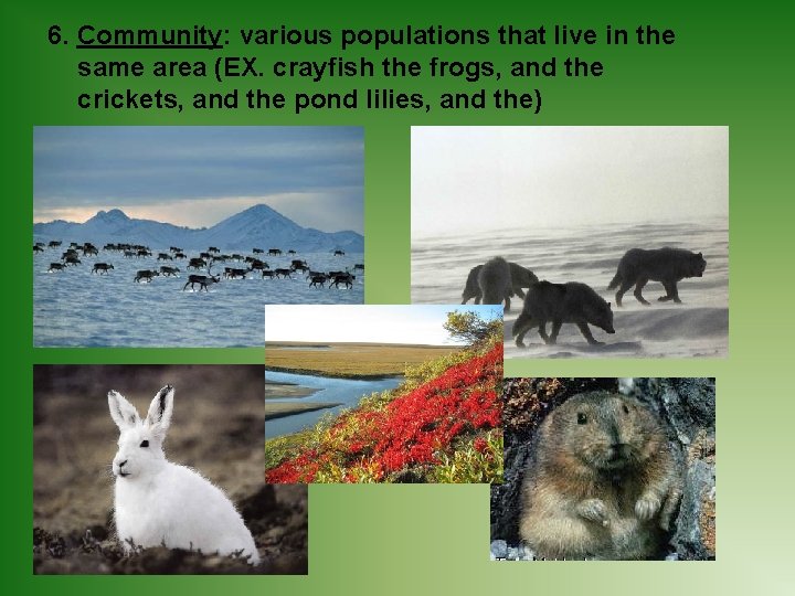 6. Community: various populations that live in the same area (EX. crayfish the frogs,