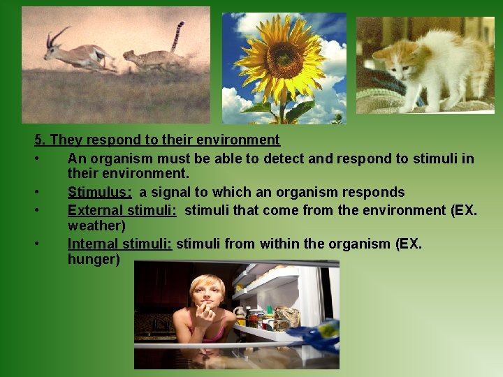 5. They respond to their environment • An organism must be able to detect
