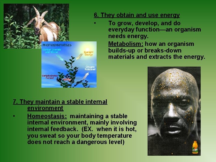 6. They obtain and use energy • To grow, develop, and do everyday function—an