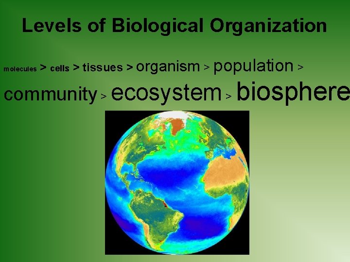 Levels of Biological Organization molecules > cells > tissues > organism > population >