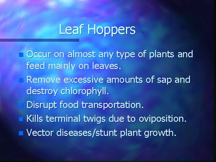 Leaf Hoppers Occur on almost any type of plants and feed mainly on leaves.