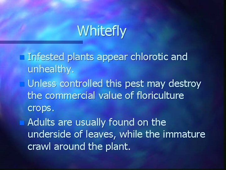 Whitefly Infested plants appear chlorotic and unhealthy. n Unless controlled this pest may destroy