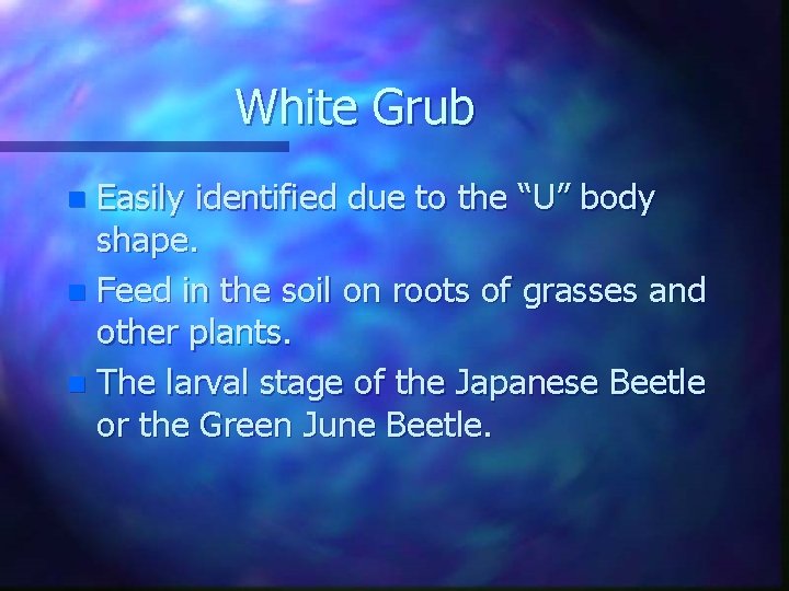 White Grub Easily identified due to the “U” body shape. n Feed in the