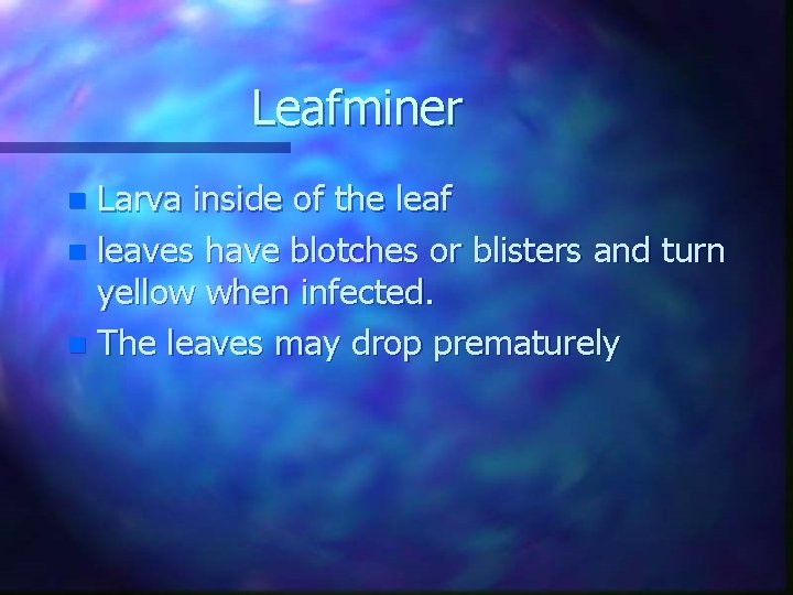 Leafminer Larva inside of the leaf n leaves have blotches or blisters and turn