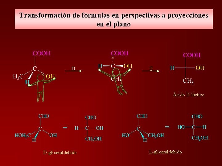 Transformación de fórmulas en perspectivas a proyecciones en el plano Ácido D-láctico D-gliceraldehído L-gliceraldehído