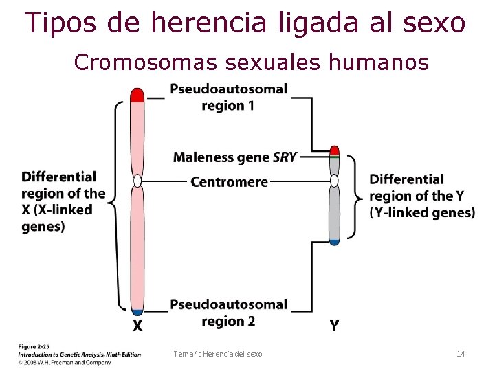 Tipos de herencia ligada al sexo Cromosomas sexuales humanos Tema 4: Herencia del sexo