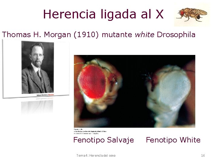 Herencia ligada al X Thomas H. Morgan (1910) mutante white Drosophila Fenotipo Salvaje Tema