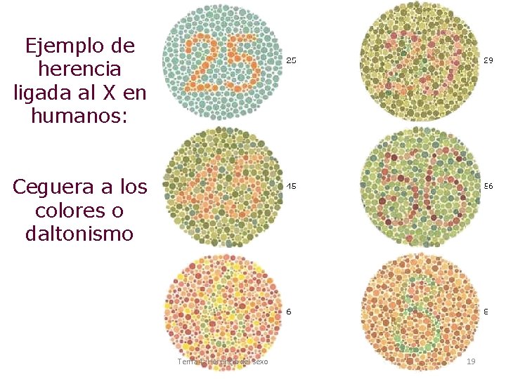 Ejemplo de herencia ligada al X en humanos: Ceguera a los colores o daltonismo