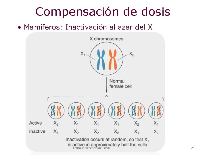 Compensación de dosis • Mamíferos: Inactivación al azar del X Tema 4: Herencia del