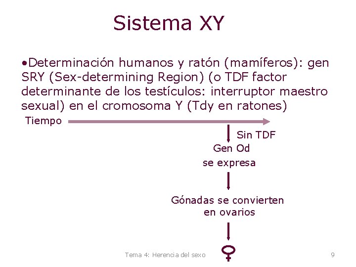 Sistema XY • Determinación humanos y ratón (mamíferos): gen SRY (Sex-determining Region) (o TDF