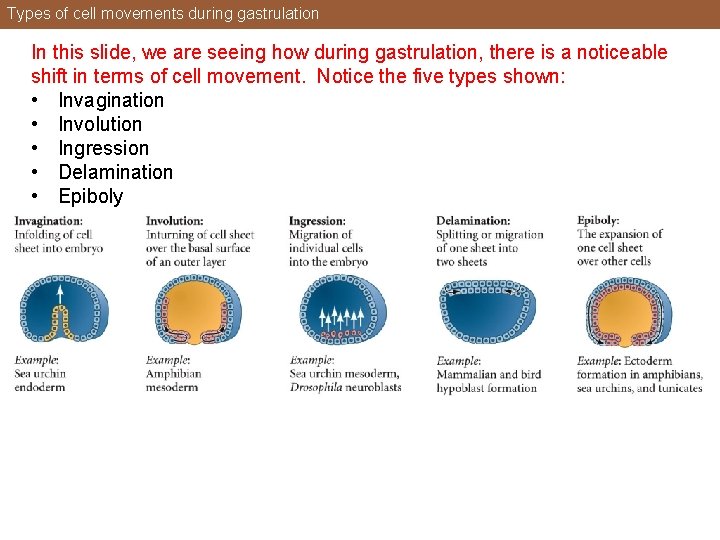 Types of cell movements during gastrulation In this slide, we are seeing how during