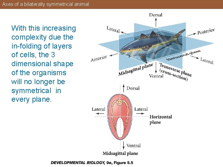 Axes of a bilaterally symmetrical animal With this increasing complexity due the in-folding of