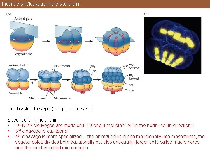 Figure 5. 6 Cleavage in the sea urchin Holoblastic cleavage (complete cleavage) Specifically in