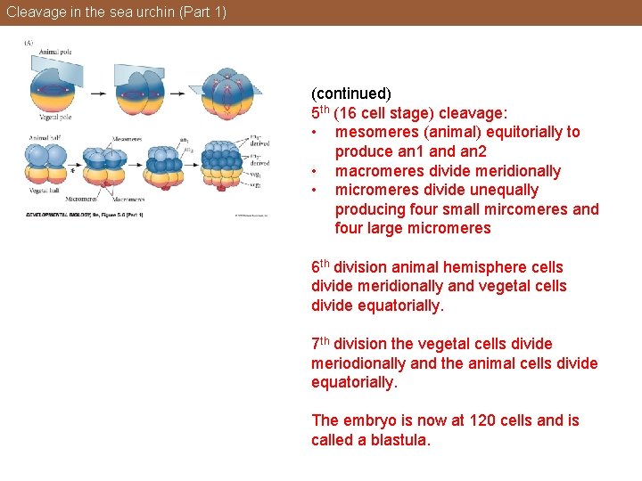 Cleavage in the sea urchin (Part 1) (continued) 5 th (16 cell stage) cleavage:
