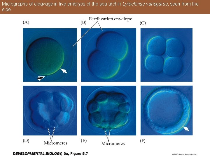 Micrographs of cleavage in live embryos of the sea urchin Lytechinus variegatus, seen from