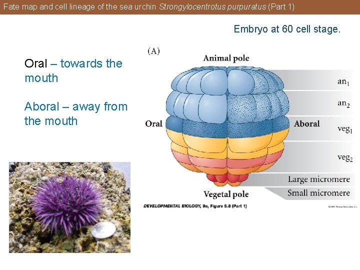 Fate map and cell lineage of the sea urchin Strongylocentrotus purpuratus (Part 1) Embryo