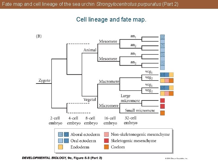 Fate map and cell lineage of the sea urchin Strongylocentrotus purpuratus (Part 2) Cell