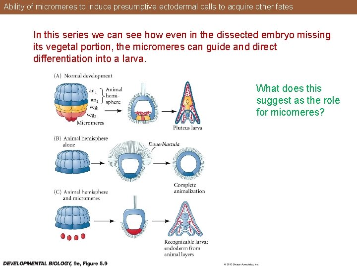 Ability of micromeres to induce presumptive ectodermal cells to acquire other fates In this