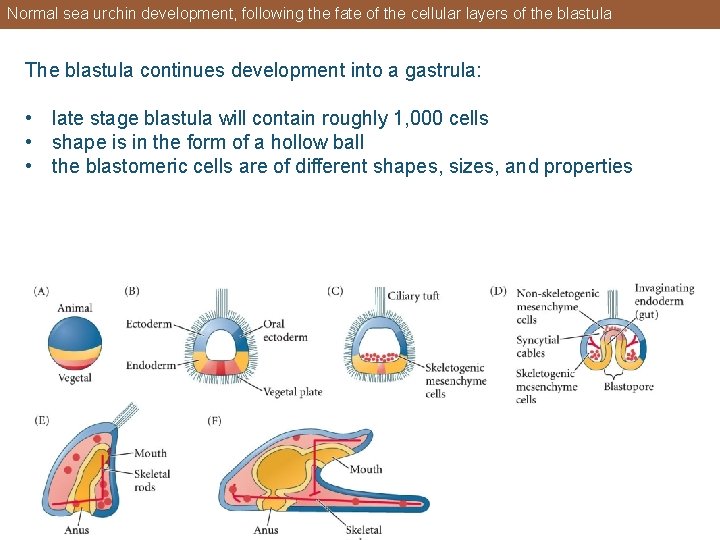 Normal sea urchin development, following the fate of the cellular layers of the blastula