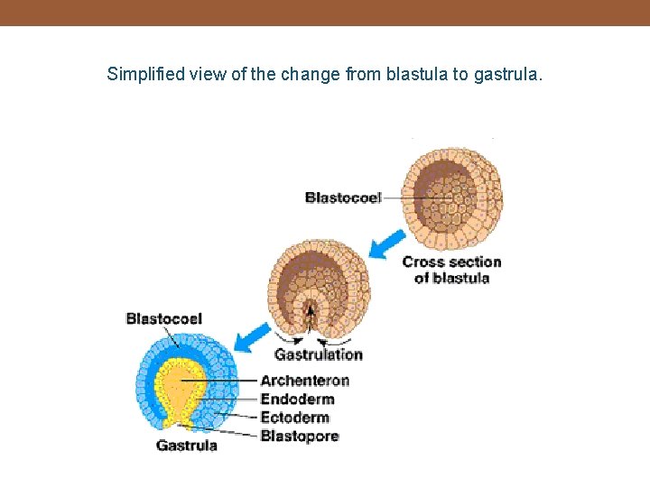 Simplified view of the change from blastula to gastrula. 