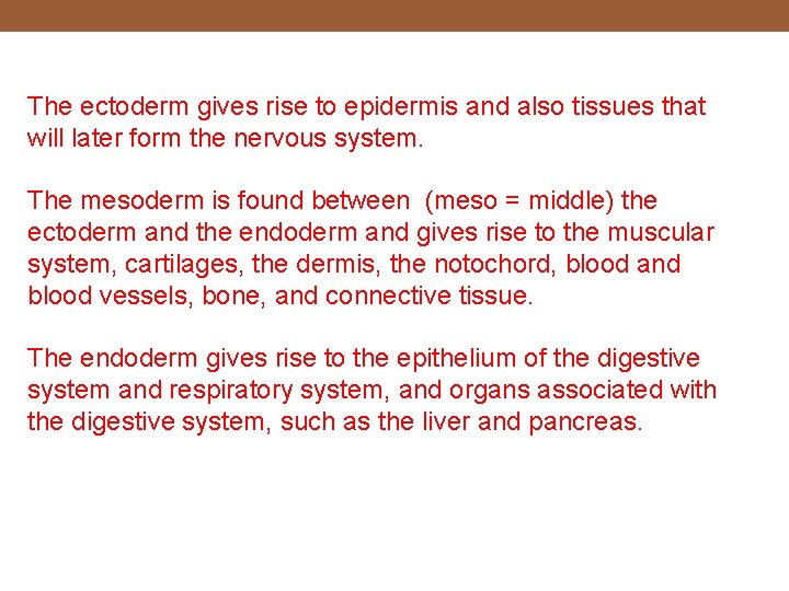 The ectoderm gives rise to epidermis and also tissues that will later form the