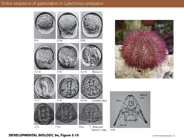 Entire sequence of gastrulation in Lytechinus variegatus 