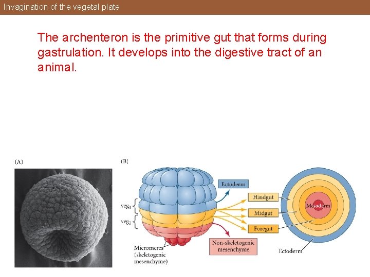 Invagination of the vegetal plate The archenteron is the primitive gut that forms during