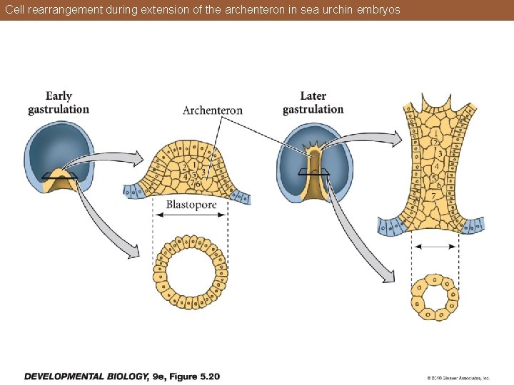 Cell rearrangement during extension of the archenteron in sea urchin embryos 