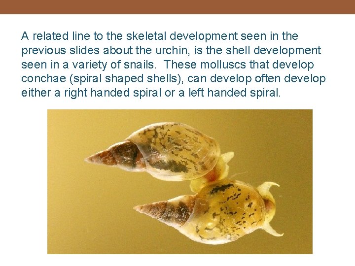 A related line to the skeletal development seen in the previous slides about the