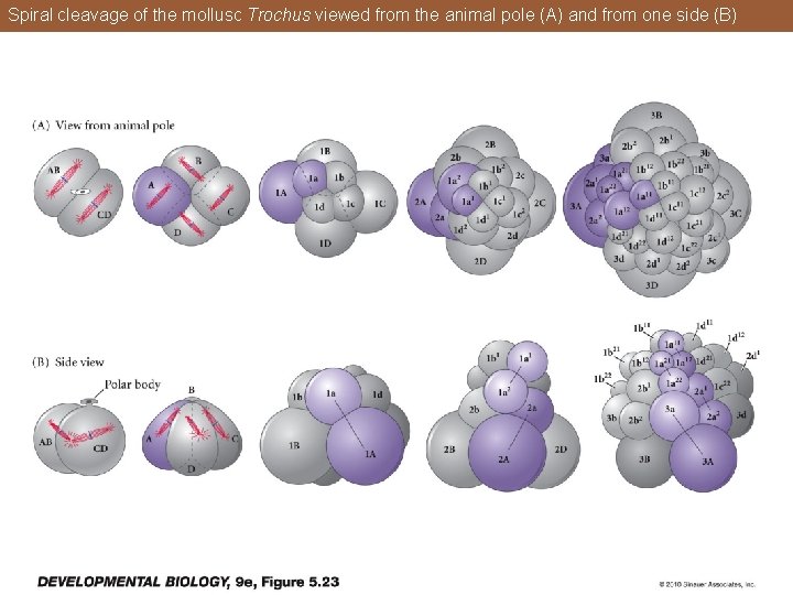 Spiral cleavage of the mollusc Trochus viewed from the animal pole (A) and from